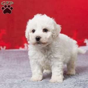 Frank, Bichon Frise Puppy